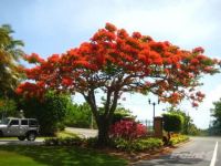  La Jolla De Palmas Palmas Del Mar