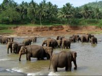  Tulip Of Ceylon Hotel