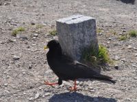  KrauterFewo Alexandra