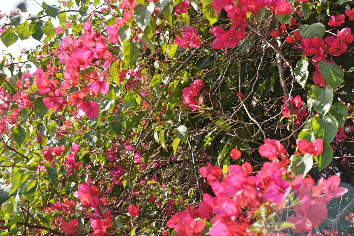 Сад Бугенвиллий в Будда Джаянти Парке