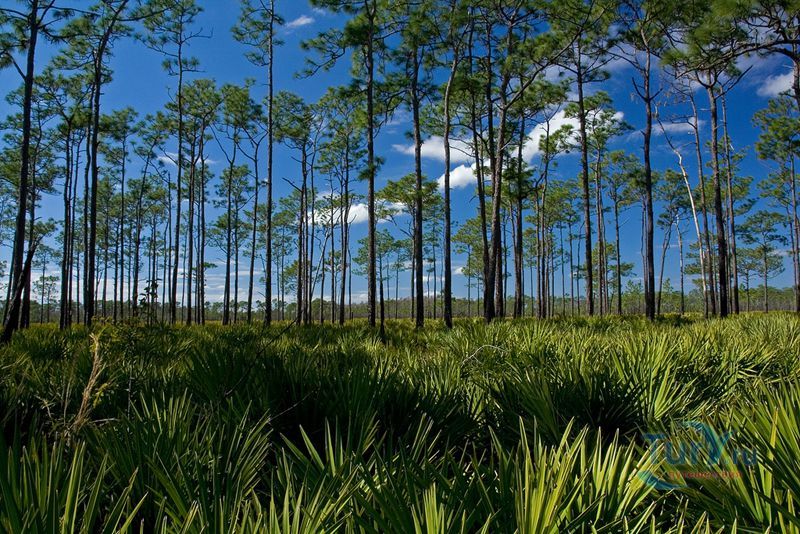 Заповедник Дисней Уайлдернесс