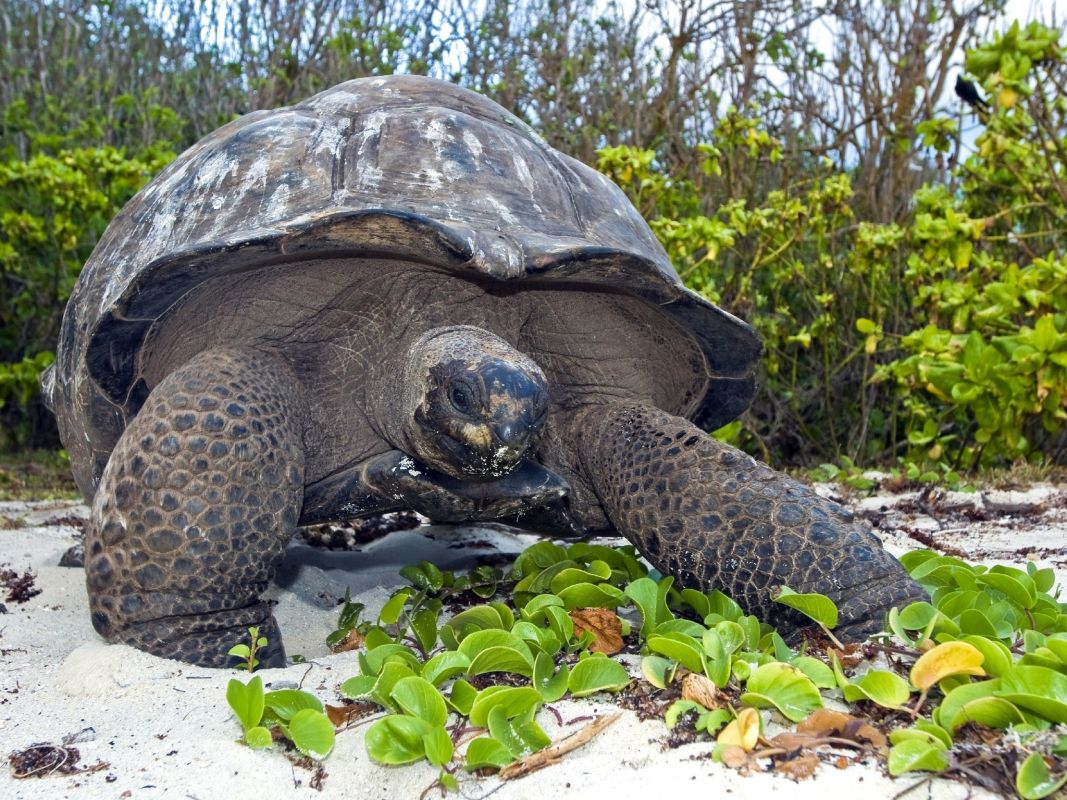 Особый заповедник острова Кузин