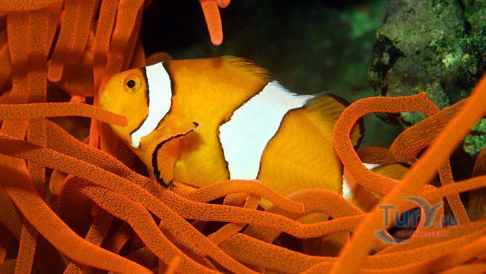 Амстердамский зоопарк Артис