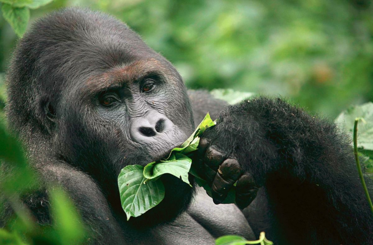 Национальный парк Кахузи-Биега