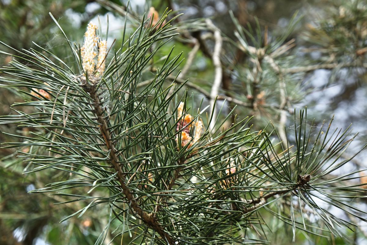 Калнайский парк (Парк холмов)