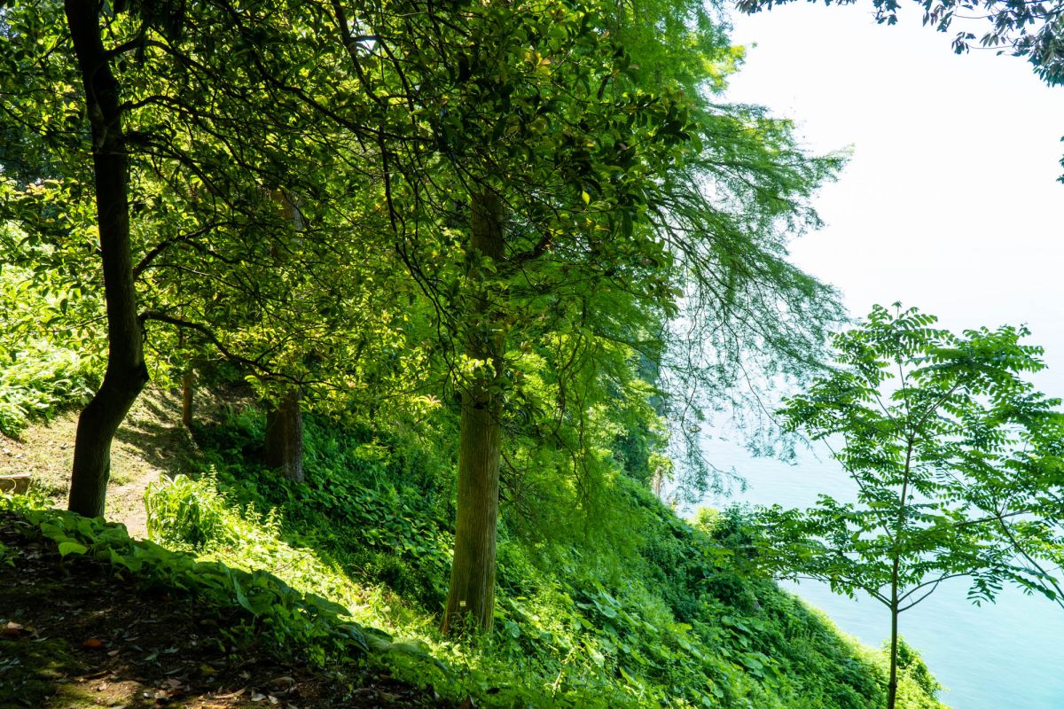 Батумский ботанический сад