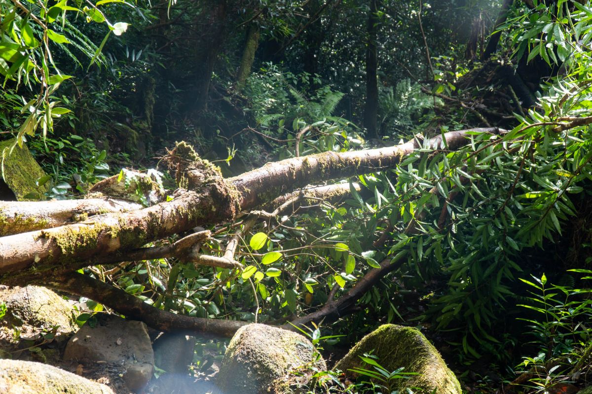 Морн Блан Трейл