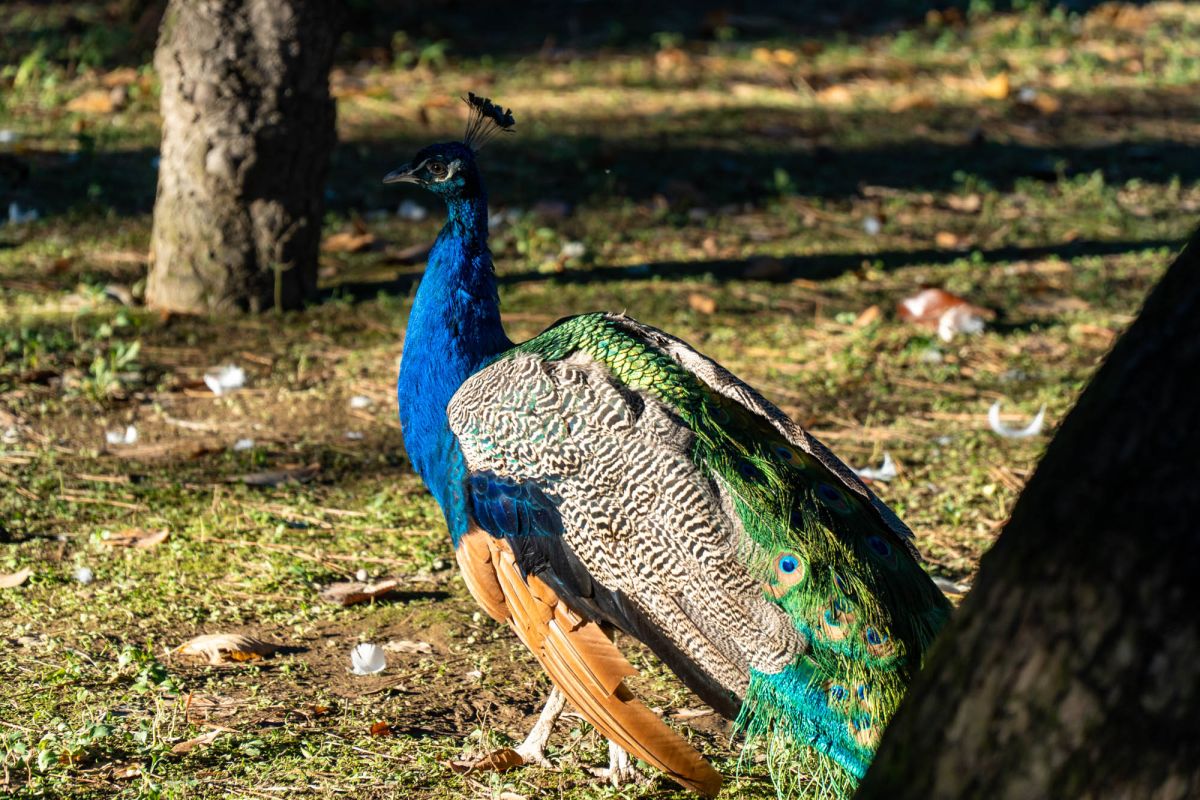 Птичий питомник