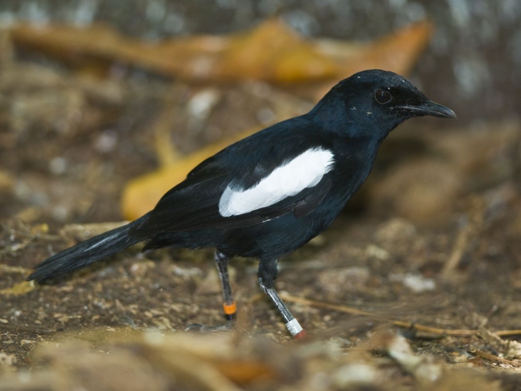 Особый заповедник острова Кузин