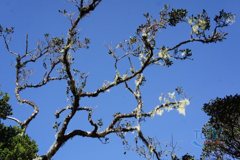 Национальный парк Хортон Плейнс (Плато Хортон)