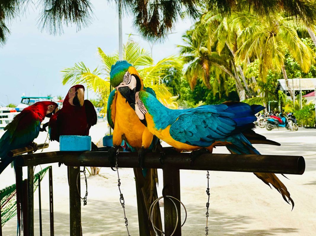 Пэррот Спот