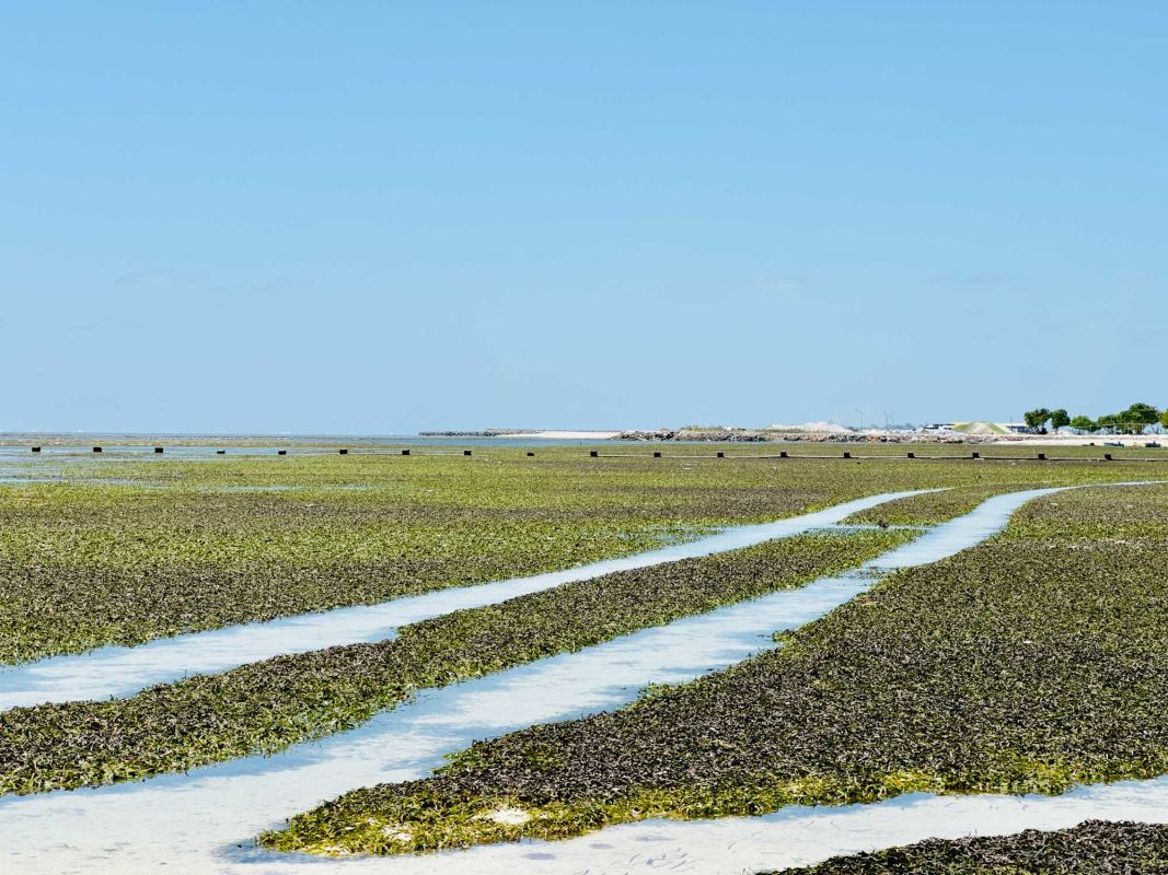 Маафуши Планктон Бич