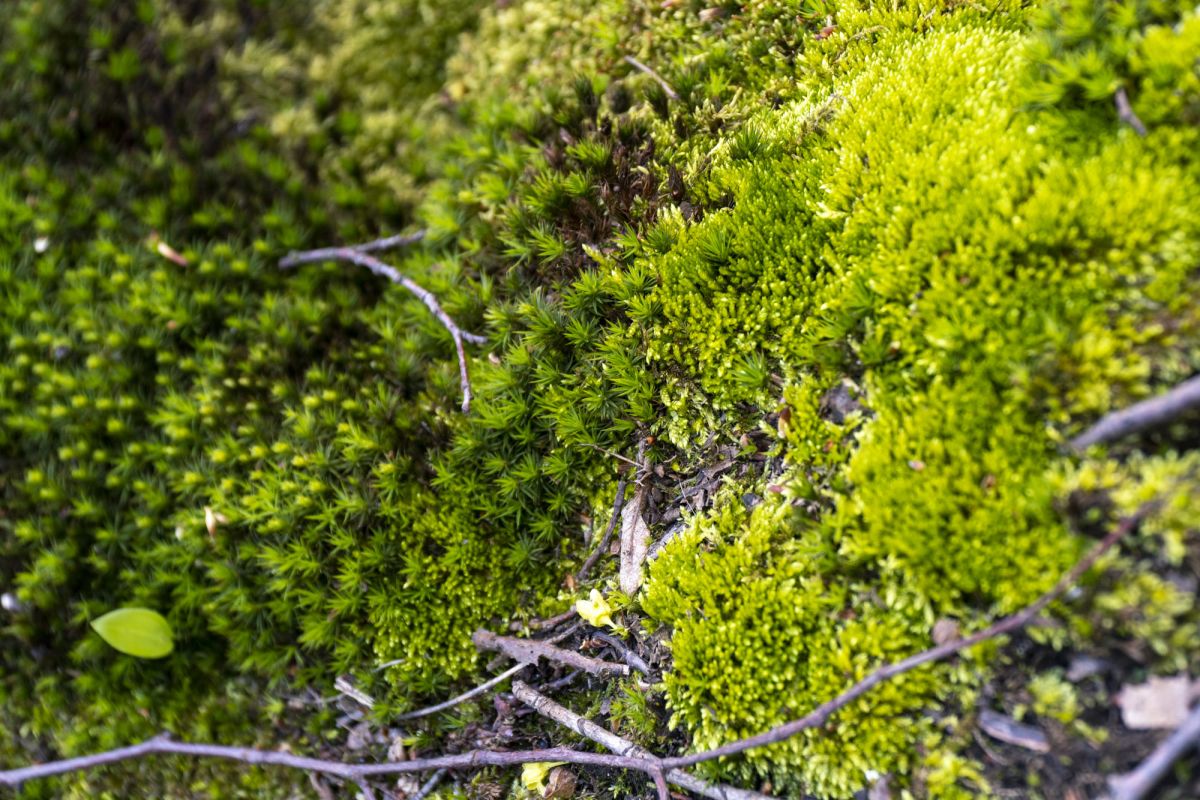 Пешеходный маршрут по южной стороне Тетерева