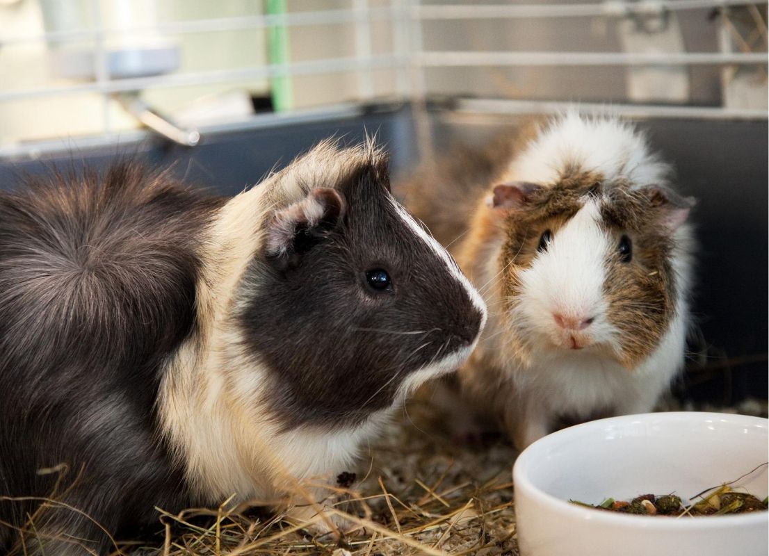 Комната для питомцев в Доме природы «Пярну»