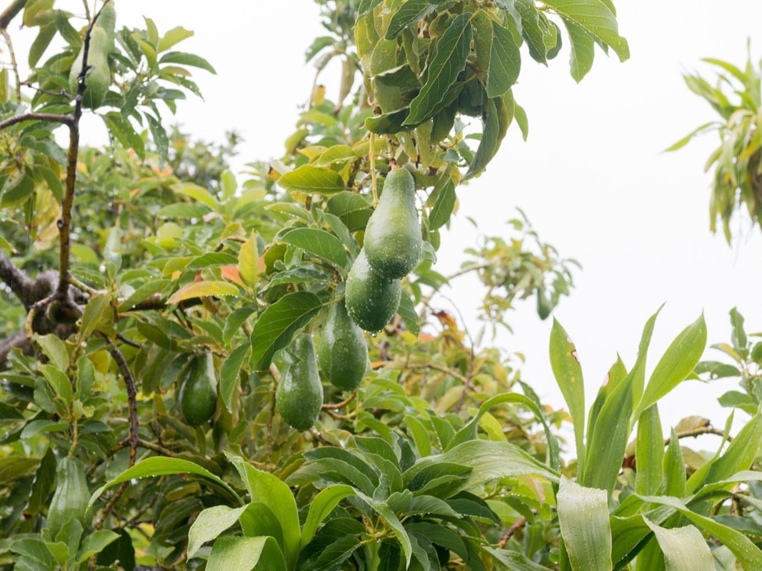 Le Mangliers Guest House