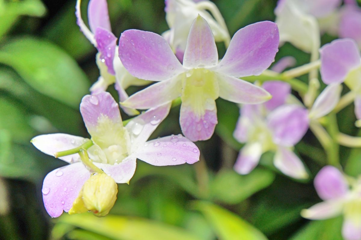 Национальный сад орхидей Сингапура