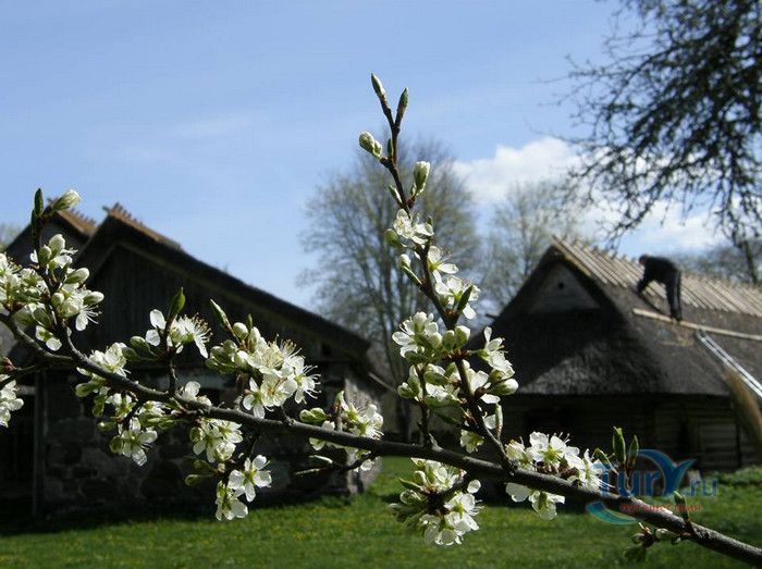 Деревня Когува (Музей Муху)