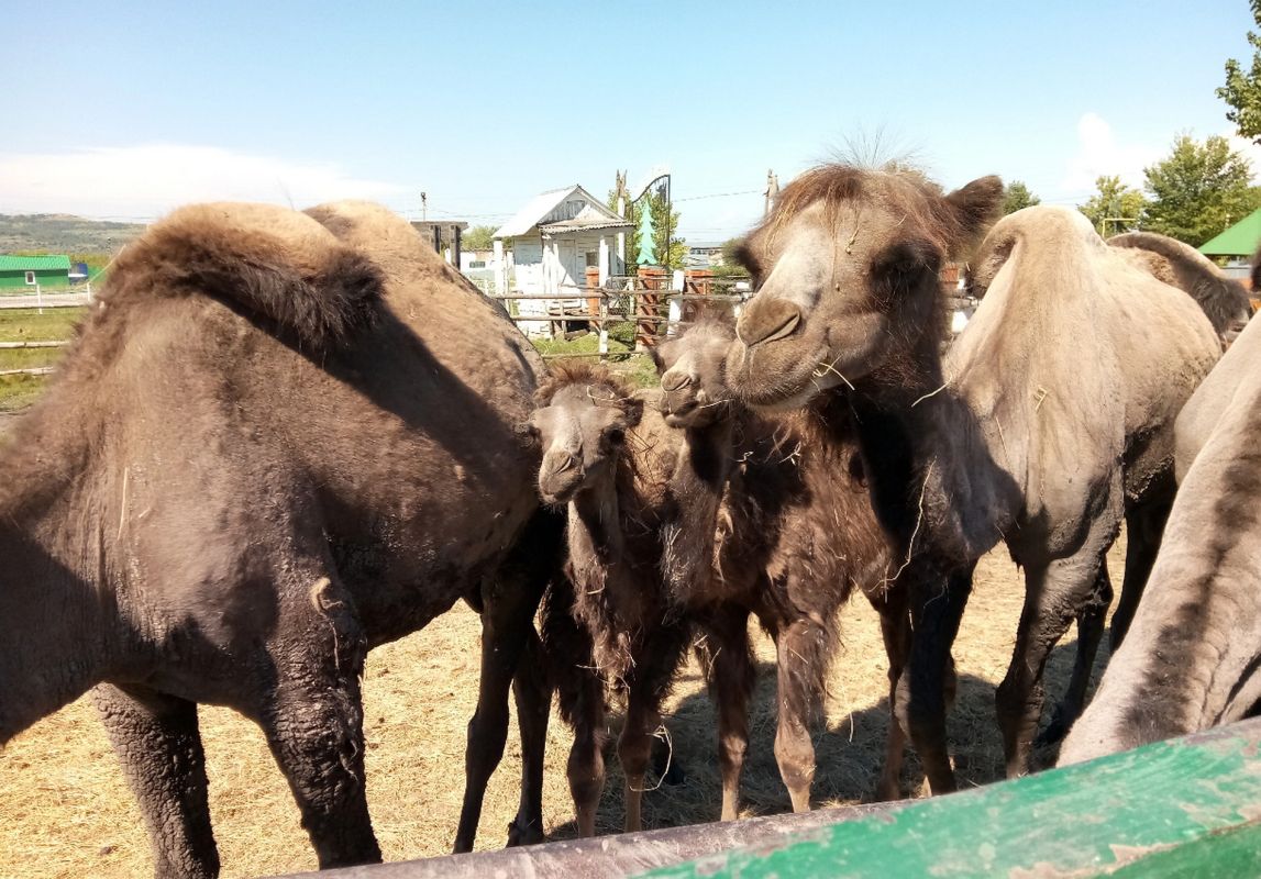 Теремок Вольерное Хозяйство
