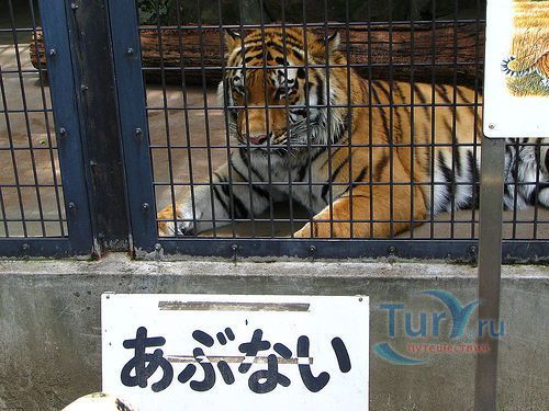 Зоопарк Тенноджи