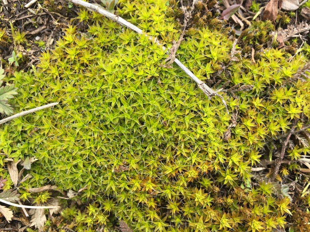 Тетеревский лес