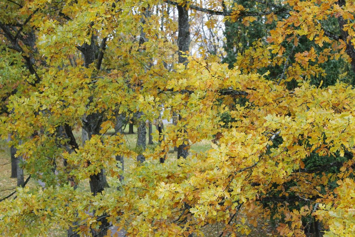 Парк Юленурме