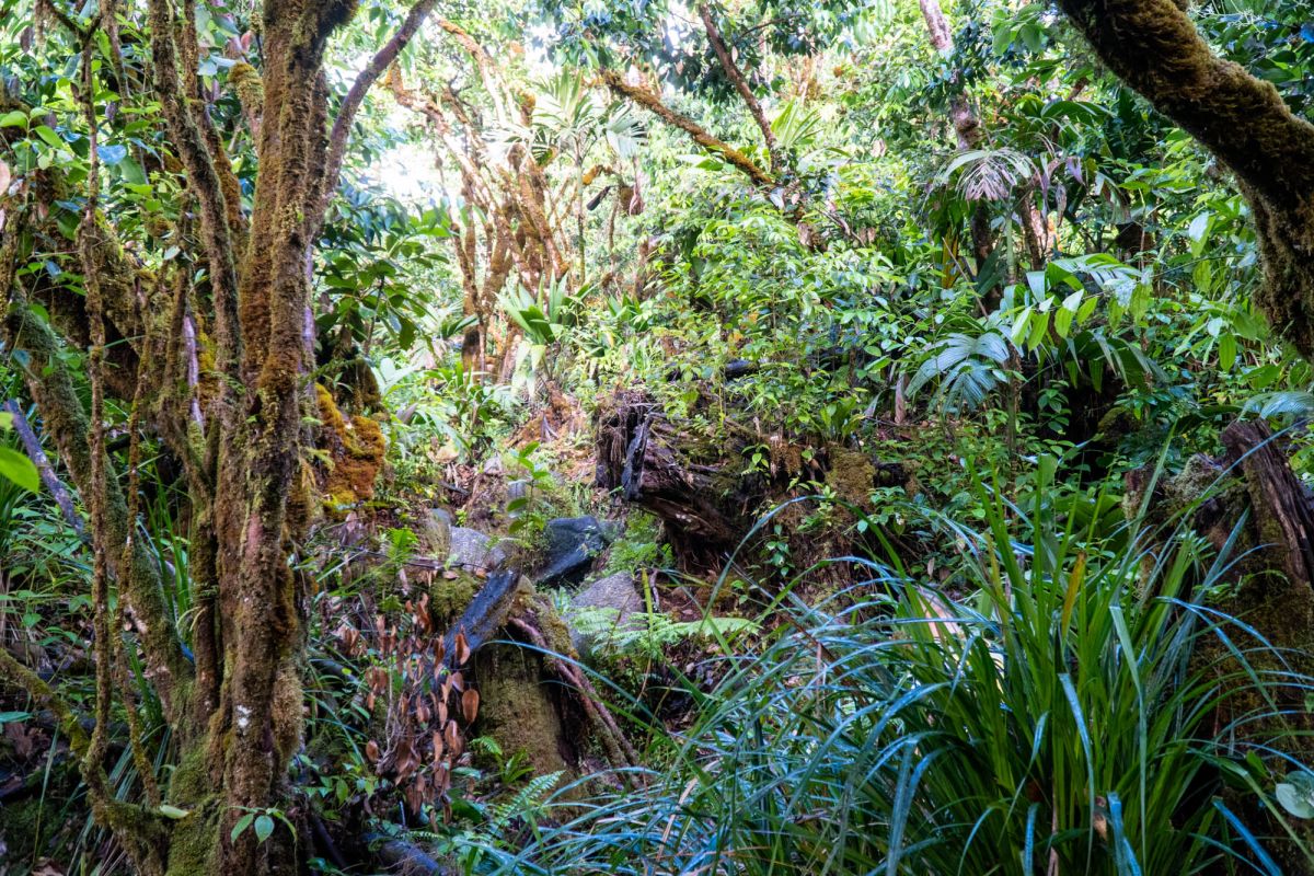 Морн Блан Трейл