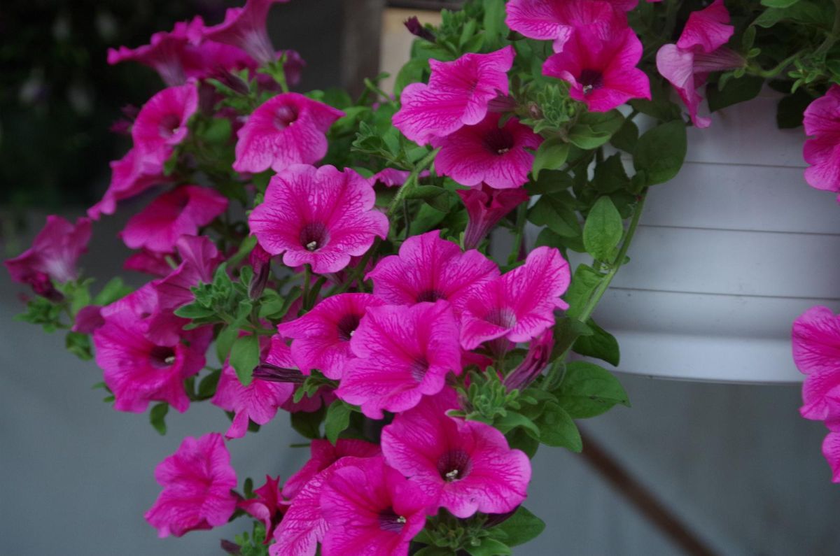 Центральный рынок Тарту