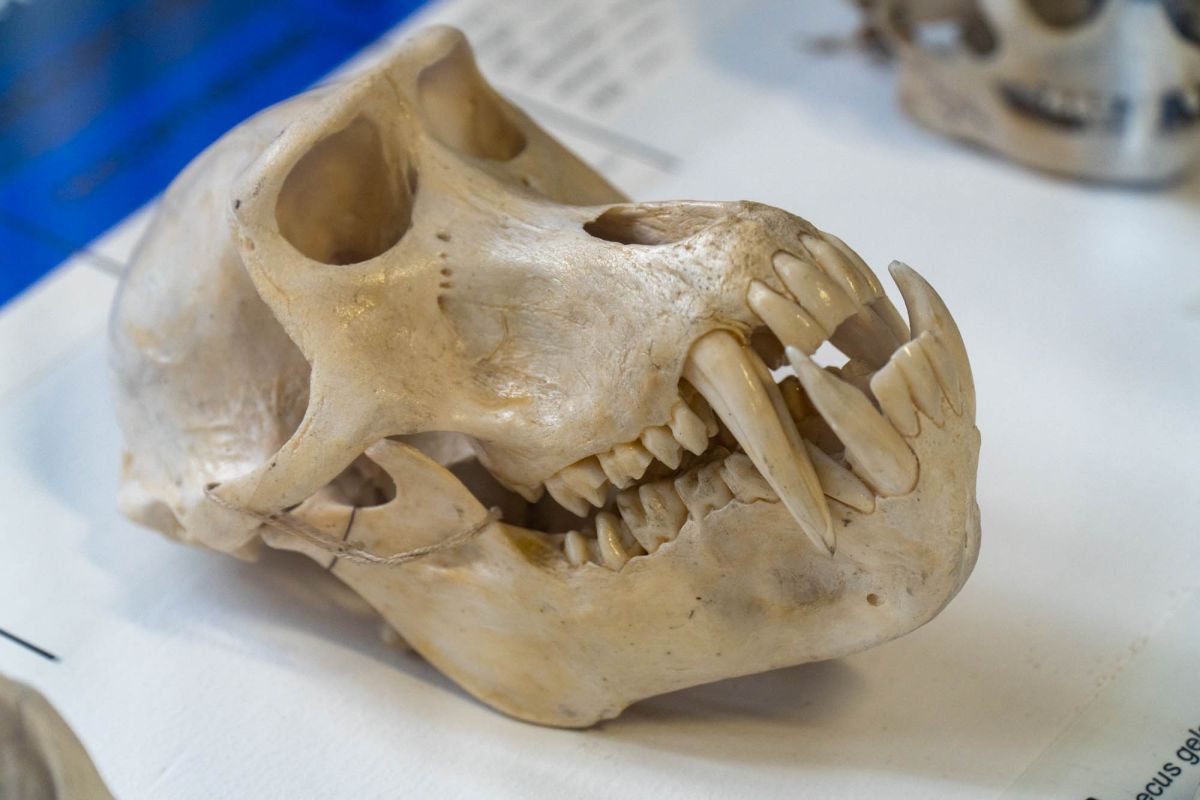 Музей естественной истории Вроцлавского университета