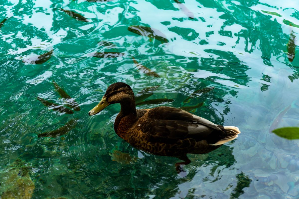 Национальный парк Плитвицкие озера