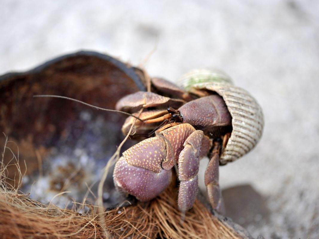 Особый заповедник острова Кузин