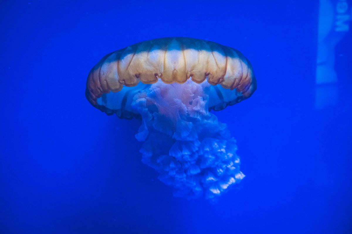 Океанографический парк Валенсии