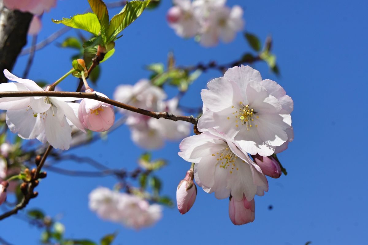 Парк «Киото»