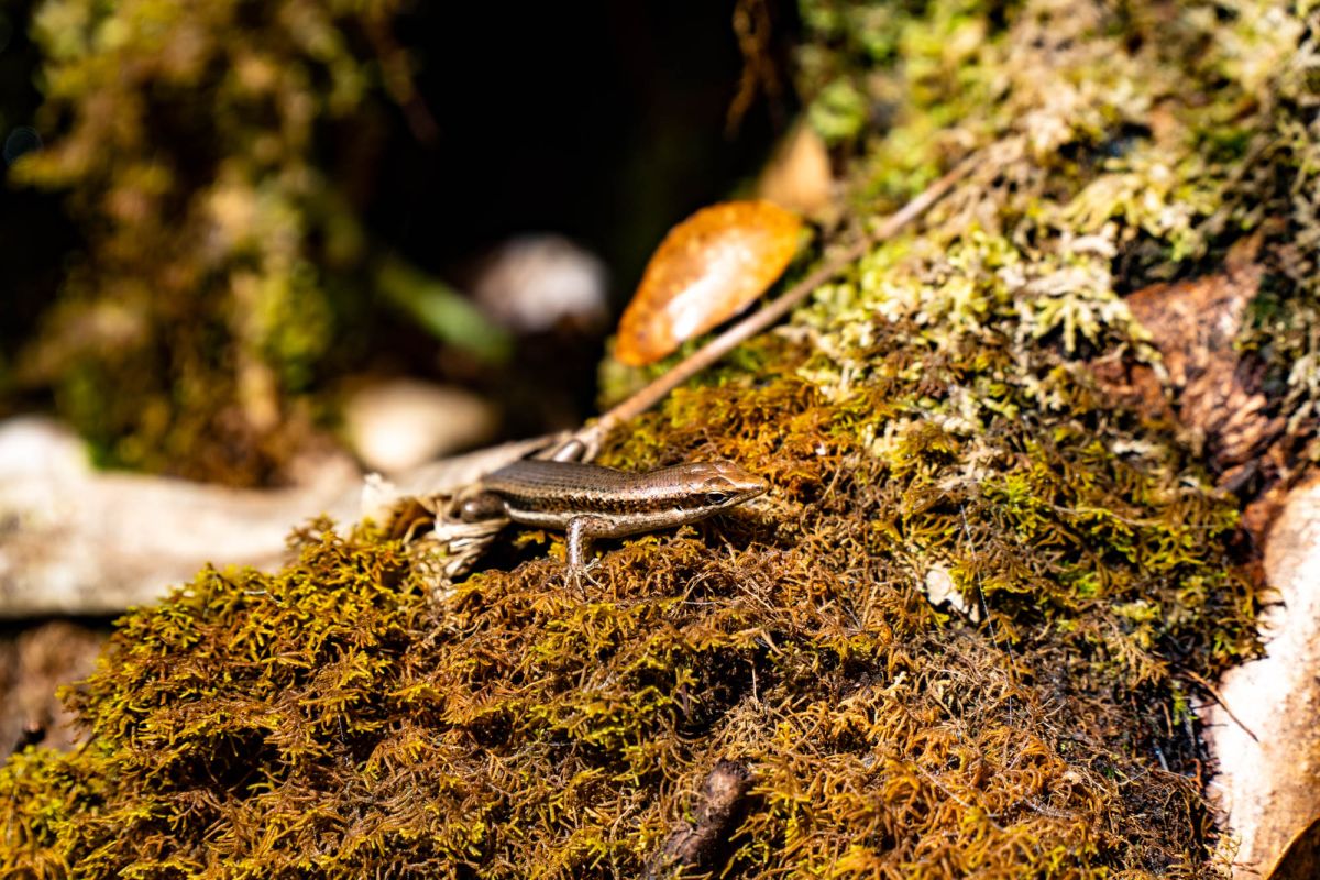 Морн Блан Трейл