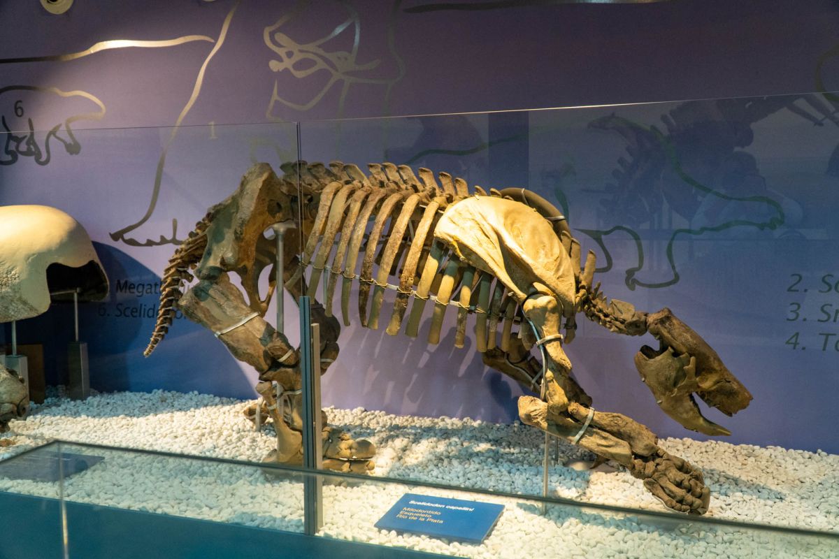 Музей естественных наук