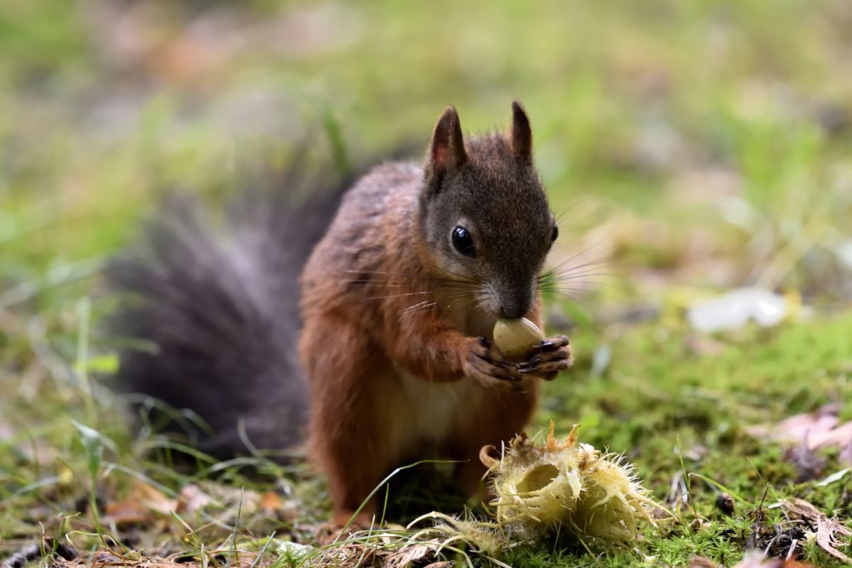 Вольский лес