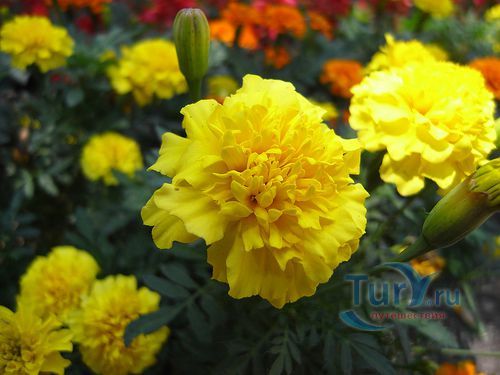 Парк Широкита