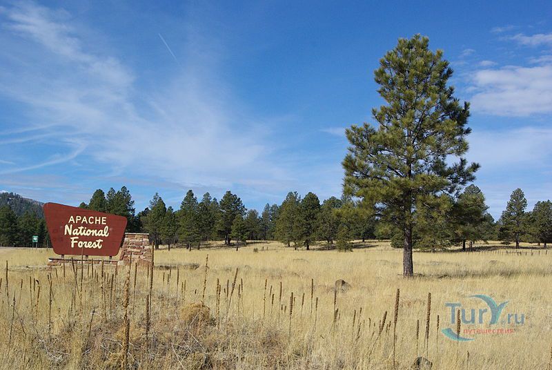 Национальный лесной заповедник Апач-Ситгрейвс