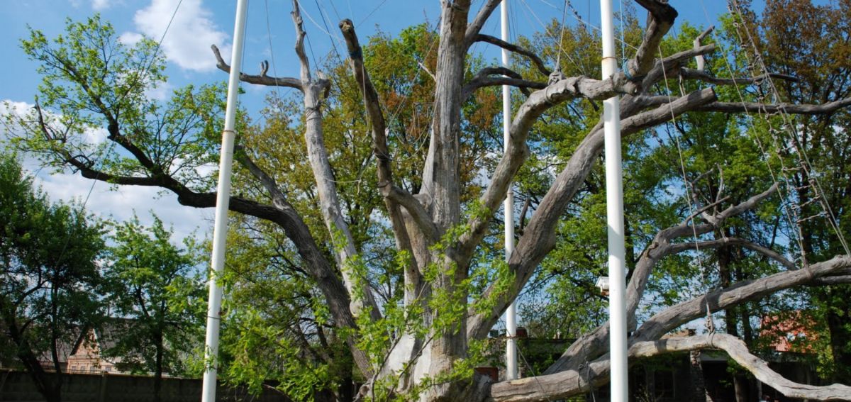 Запорожский дуб