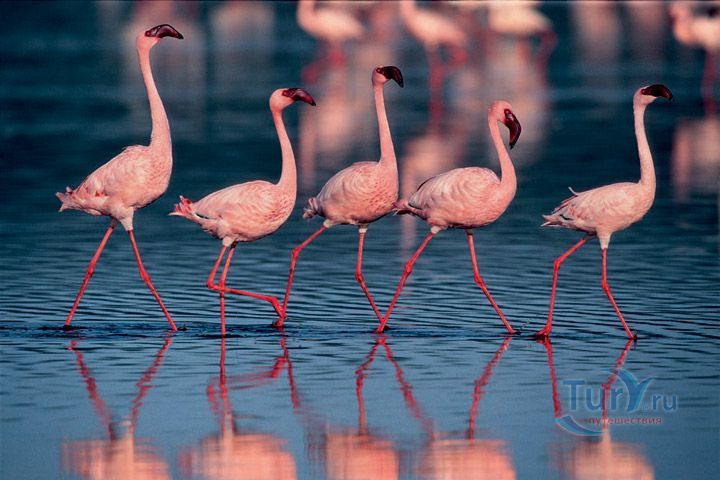 Озеро Накуру