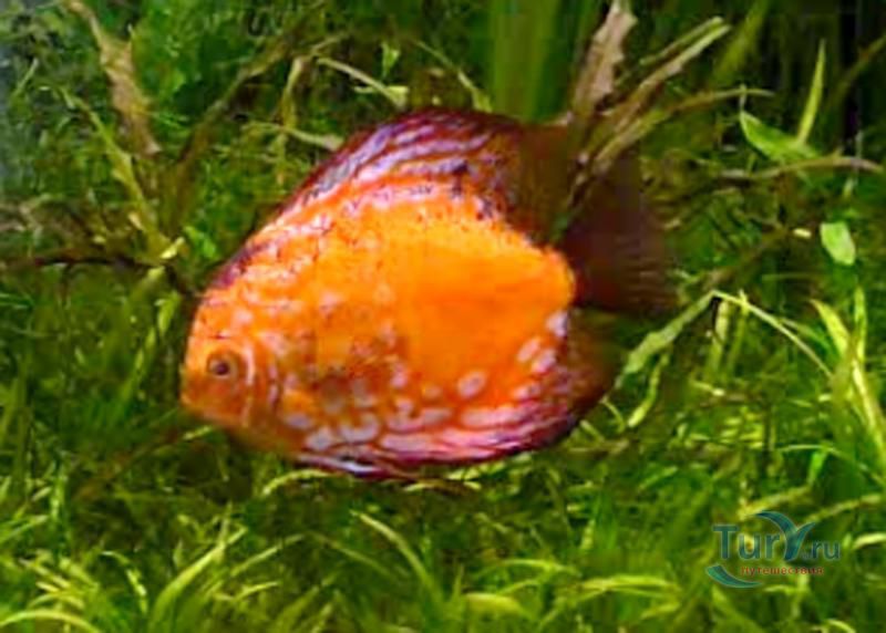 Аквариум Барселоны