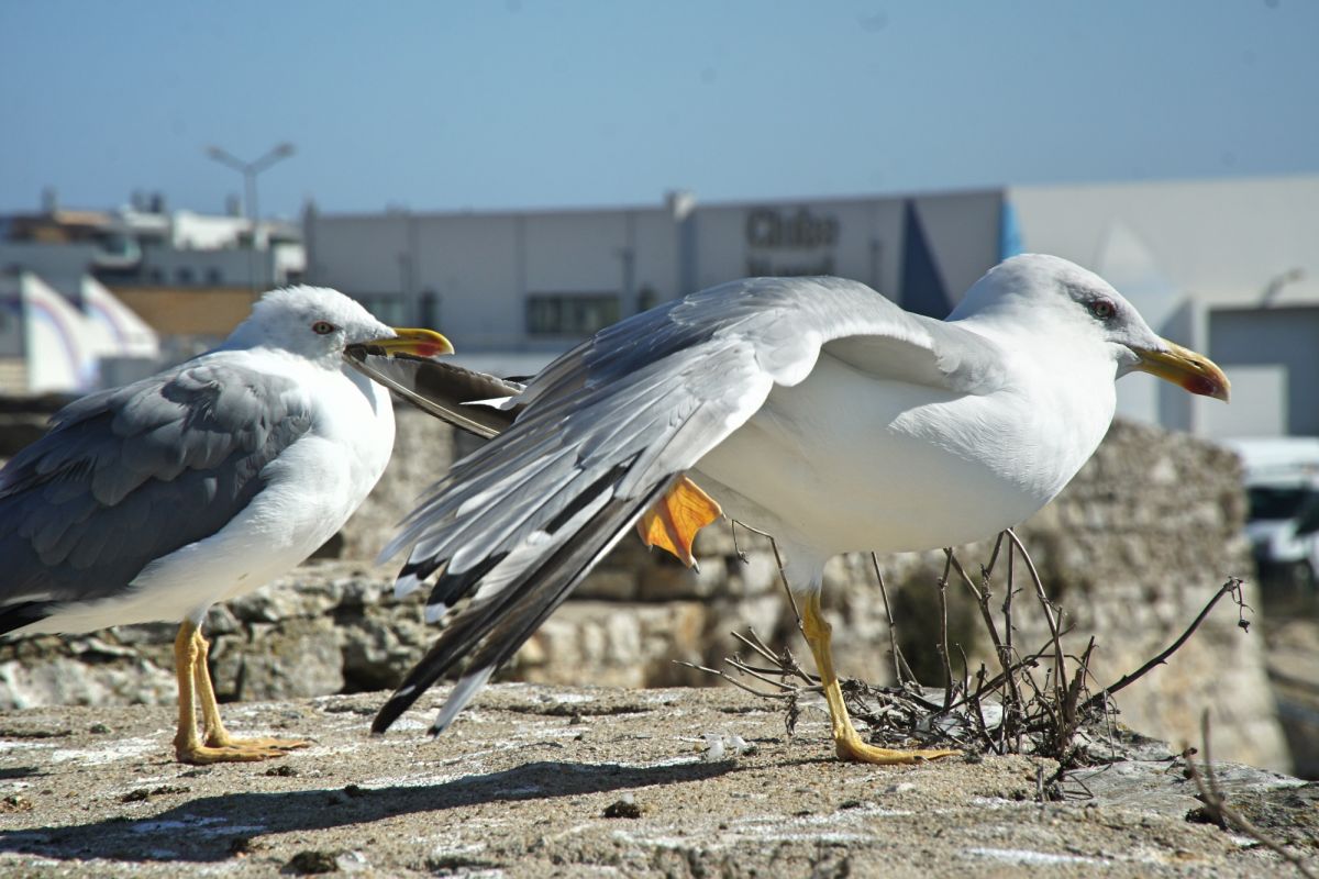 Национальный музей сопротивления и свободы