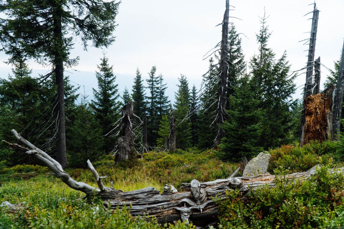 Карконошеский национальный парк