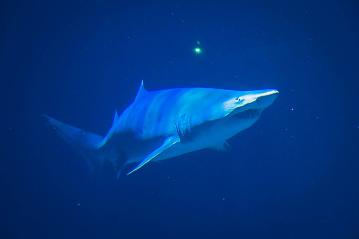 Океанографический парк Валенсии