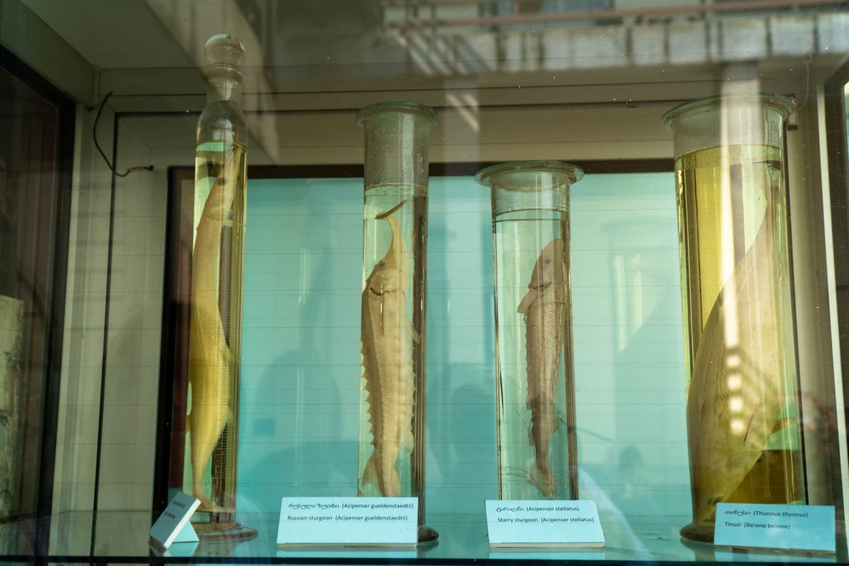 Государственный Музей Аджарии имени Харитона Ахвледиани