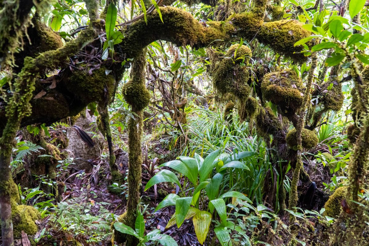 Морн Блан Трейл