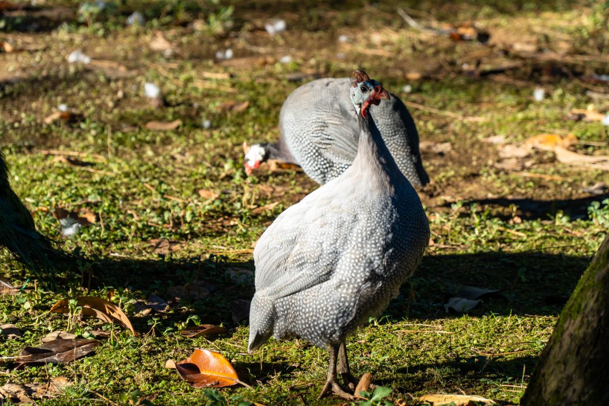 Птичий питомник