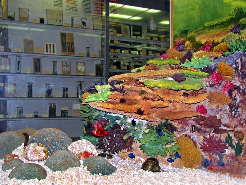 Зоологический музей Зоологического института РАН