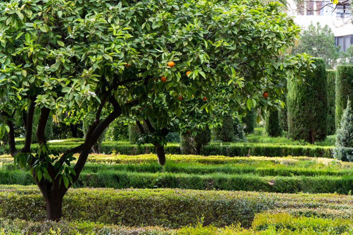 Сады Монфорт