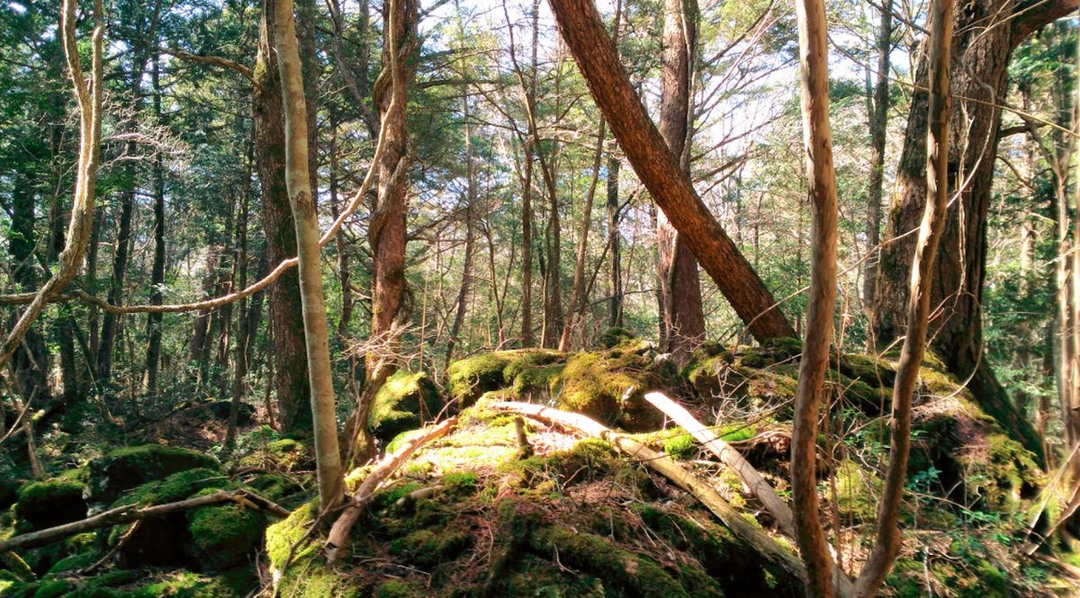 Лес Аокигахара