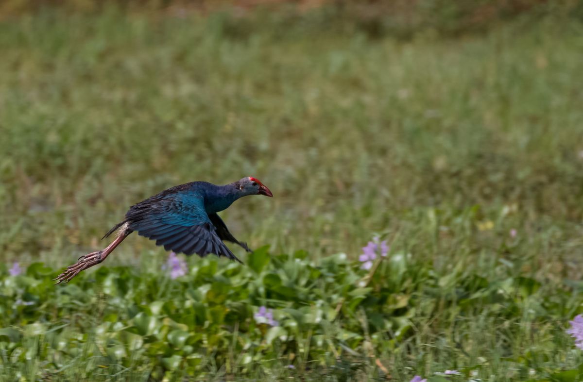 Птичий заповедник Удхва